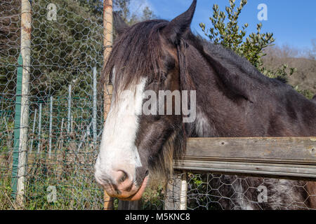 Horse portrait Stock Photo