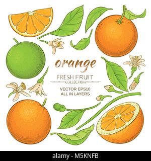 orange plant elements set on white background Stock Vector
