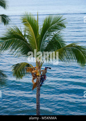 Polynesian Man Trimming Coconut palm tree, Lahaina, Maui, Hawaii Stock Photo