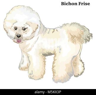 Portrait of standing in profile Bichon Frise Dog, vector colorful illustration isolated on white background Stock Vector