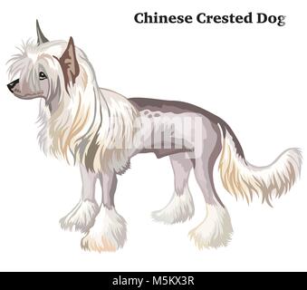 Portrait of standing in profile Chinese Crested Dog, vector colorful illustration isolated on white background Stock Vector