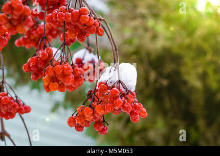 Background with bright red berries of mountain ash under the snow in the beginning of spring. Stock Photo