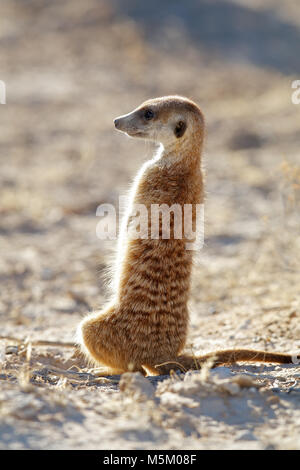 Alert meerkat (Suricata suricatta) standing on guard, Kalahari desert, South Africa Stock Photo