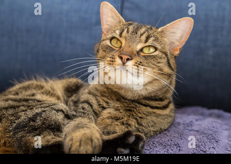 Tabby cat bengal cat on a blue cover, looking upwards Stock Photo