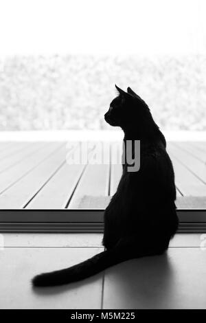 Black tomcat looking outside to a snowy landscape behind a insect guard net. Stock Photo