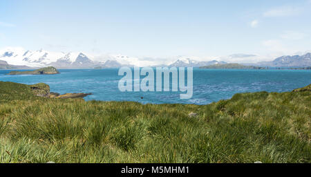 A view of snow-capped mountains in the distance, a bird in flight in the midground and thick, dark green tussac grass on Prion Island in South Georgia Stock Photo