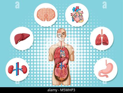 Anatomy of the human body with different organs that compose Stock ...