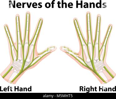 Diagram showing the nerves of the human hand. From Meyers Lexicon Stock