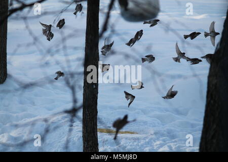 vivid family of sparrow bird fly in the air look like dance Stock Photo