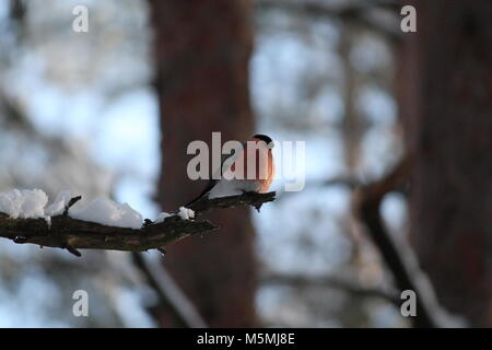 big wild bullfinch with bright red chest warm on the sun in cold winter day Stock Photo