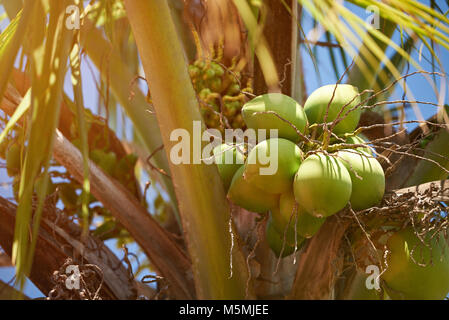 Raw green coconuts on palm tree close up in sunny bright day Stock Photo