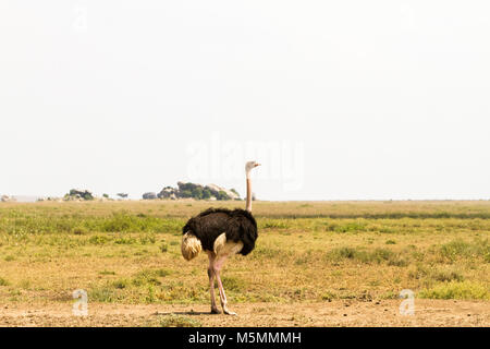 The ostrich or common ostrich (Struthio camelus) is either one or two species of large flightless birds native to Africa, the only living member(s) of Stock Photo