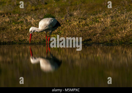 Whit stork (Ciconia ciconia) looking for food in a marshland, walking by the shore Stock Photo