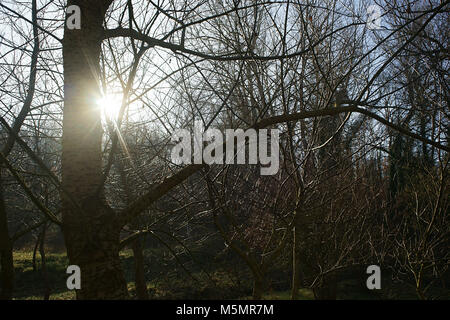 Tangle of branches in a forest - tuscany, italy Stock Photo