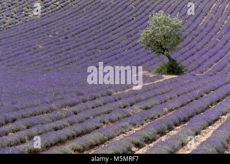 Lavendelfeld bei Ferrassières, Provence, Frankreich, Europa Stock Photo