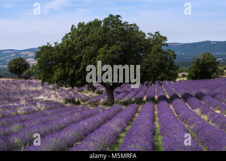 Lavendelfeld bei Ferrassières, Provence, Frankreich, Europa Stock Photo