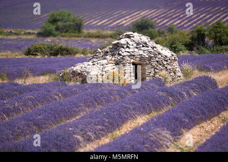 Lavendelfeld bei Ferrassières, Provence, Frankreich, Europa Stock Photo