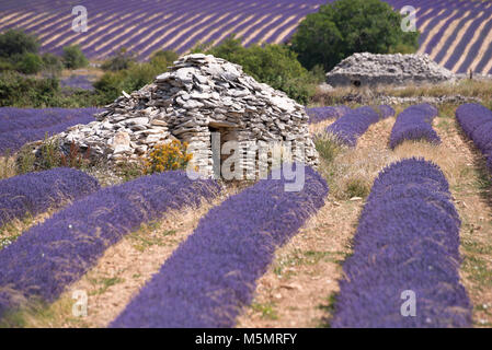 Lavendelfeld bei Ferrassières, Provence, Frankreich, Europa Stock Photo