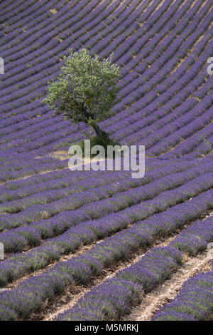 Lavendelfeld bei Ferrassières, Provence, Frankreich, Europa Stock Photo