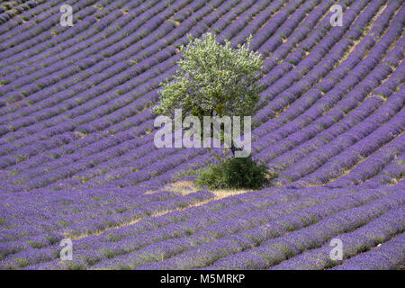 Lavendelfeld bei Ferrassières, Provence, Frankreich, Europa Stock Photo