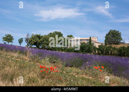 Lavendelfeld bei Ferrassières, Provence, Frankreich, Europa Stock Photo