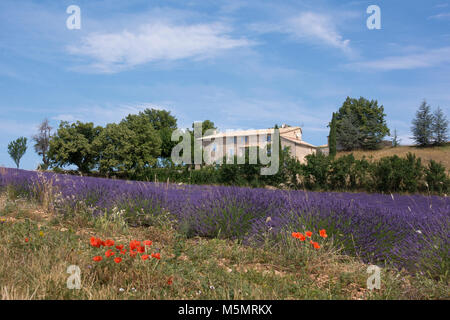 Lavendelfeld bei Ferrassières, Provence, Frankreich, Europa Stock Photo