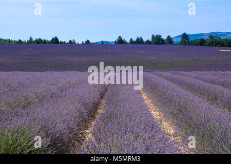 Lavendelfeld bei Ferrassières, Provence, Frankreich, Europa Stock Photo