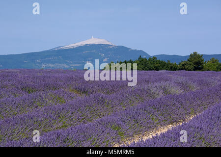 Lavendelfeld bei Ferrassières, Provence, Frankreich, Europa Stock Photo