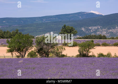 Lavendelfeld bei Ferrassières, Provence, Frankreich, Europa Stock Photo