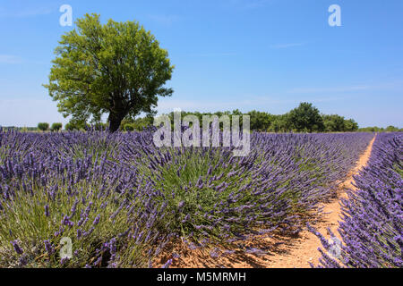 Lavendelfeld bei Puimoisson, Provence-Alpes-Côte d'Azur, Frankreich Stock Photo