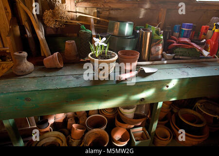 Crocus in terracotta plant pot on table in garden shed Stock Photo