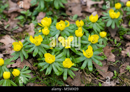 Eranthis hyemalis flower in Winter. Stock Photo