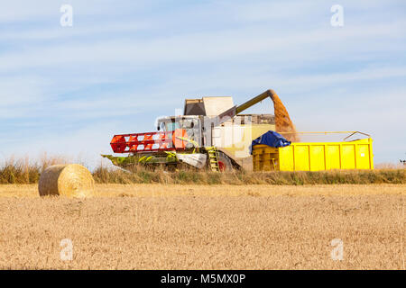 Claas Varo 620 combine harvester offloading a crop of harvested wheat, Triticum aestivum, into a yellow farm trailer in a wheatfield in evening light. Stock Photo