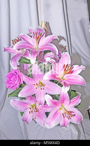 A group of Division 7d (Oriental hybrid) Lillium Lilies 'Omega' with one Pink Rose. Ideal for growing in borders and on patio's in tubs. Stock Photo