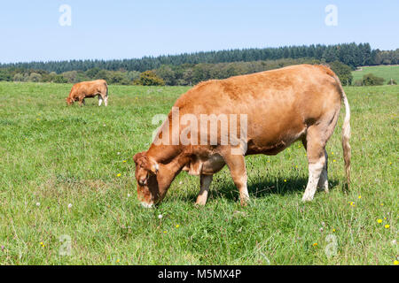 Brown Limousin beef cow, cattle grazing in lush green countryside , side view Stock Photo