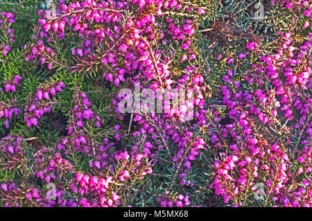 Heather Erica X darleyensis 'Kramer's Red' has bright Magenta flowers in springtime. It is  Evergreen and best grown in ericaceous (acid) soil. Stock Photo