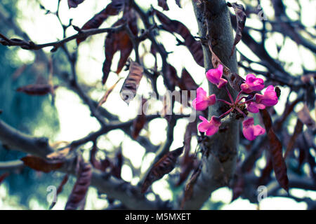 Flower. The first blooming flowers on the tree. Macro. Stock Photo