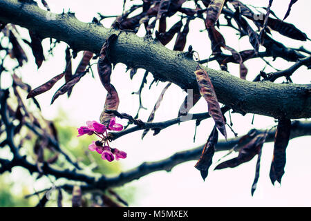 Flower. The first blooming flowers on the tree. Macro. Stock Photo