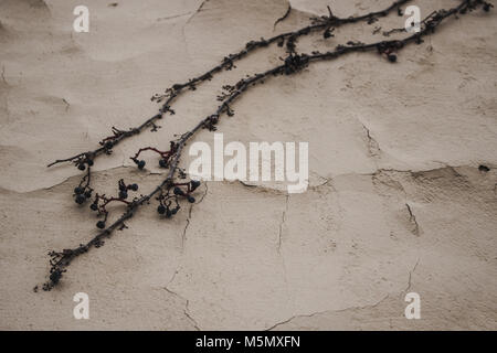 Wall. Concrete beige wall with a plant. Stock Photo