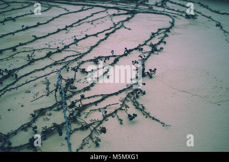 Wall. Concrete beige wall with a plant. Stock Photo
