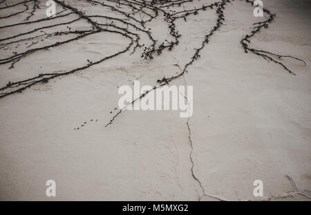 Wall. Concrete beige wall with a plant. Stock Photo
