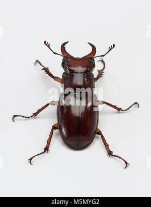 Reddish-brown Stag Beetle (Lucanus capreolus) Captive studio image Stock Photo