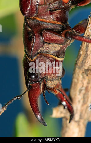 Reddish-brown Stag Beetle (Lucanus capreolus) on plant Stock Photo