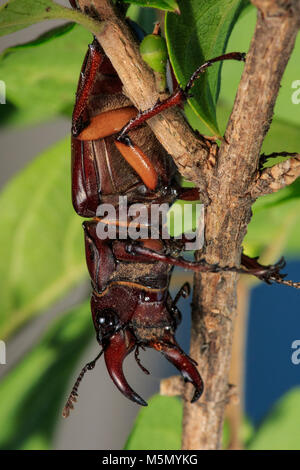 Reddish-brown Stag Beetle (Lucanus capreolus) on plant Stock Photo