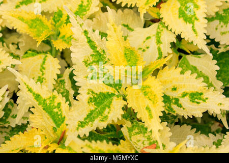 Yellow and green coleus leaves. Stock Photo