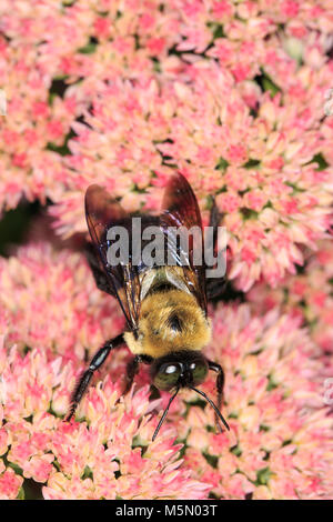Male Eastern Carpenter Bee (Xylocopa virginica) nectaring on a flower Stock Photo