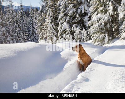 A red, mixed breed dog, sitting on a snow covered trail, up on Eagle View, in the Cabinet Mountains, in Sanders County, Montana. Stock Photo