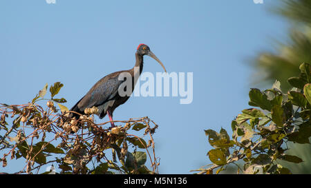 white patch, Red naped Ibis, Ibis, Black Ibis, White shouldered Ibis, crimson ,red ,warty, skin, crown, nape, long down curved bill, long ,down curved Stock Photo