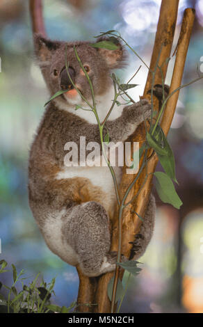 The koala (Phascolarctos Cinereus, often inaccurately referred to as the 'koala bear') is an arboreal herbivorous marsupial, native to Australia. The koala is found in coastal areas of the mainland Australia's eastern and southern regions, inhabiting Queensland, New South Wales, Victoria and South Australia. Pictured: a koala eating eucalyptus leaves. Stock Photo
