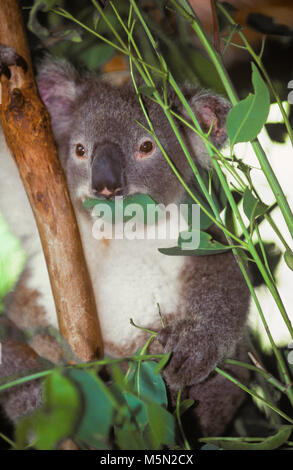 The koala (Phascolarctos Cinereus, often inaccurately referred to as the 'koala bear') is an arboreal herbivorous marsupial, native to Australia. The koala is found in coastal areas of the mainland Australia's eastern and southern regions, inhabiting Queensland, New South Wales, Victoria and South Australia. Pictured: a koala eating eucalyptus leaves. Stock Photo